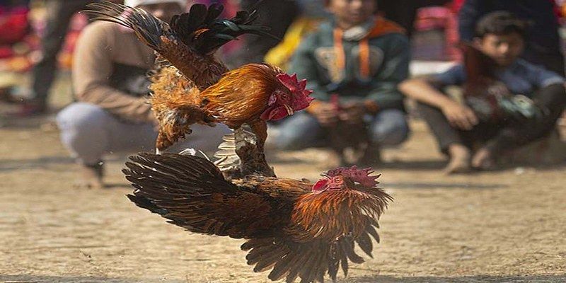 Khám Phá Các Thuật Ngữ Trong Cá Cược Đá Gà - Một Hành Trình Thú Vị