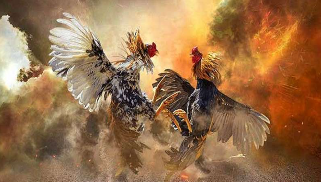 Khám Phá Đá Gà Theo Màu Mệnh – Bí Quyết Thành Công