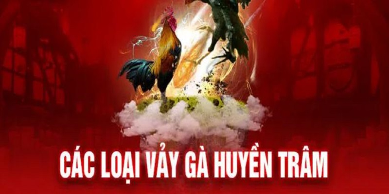 Vảy gà huyền trâm - Khám phá vẻ đẹp độc đáo từ loài gà quý