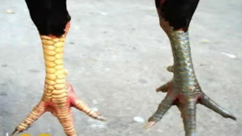 Vảy gà huyền trâm - Khám phá vẻ đẹp độc đáo từ loài gà quý