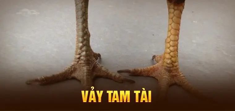 vay ga tam tai 680aea6972e54