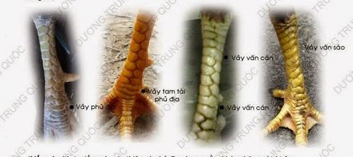 Vảy gà tam tài - Bí mật của những chú gà chọi đỉnh cao