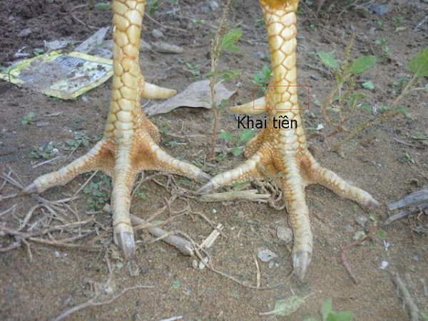 Vảy gà tam tài - Bí mật của những chú gà chọi đỉnh cao